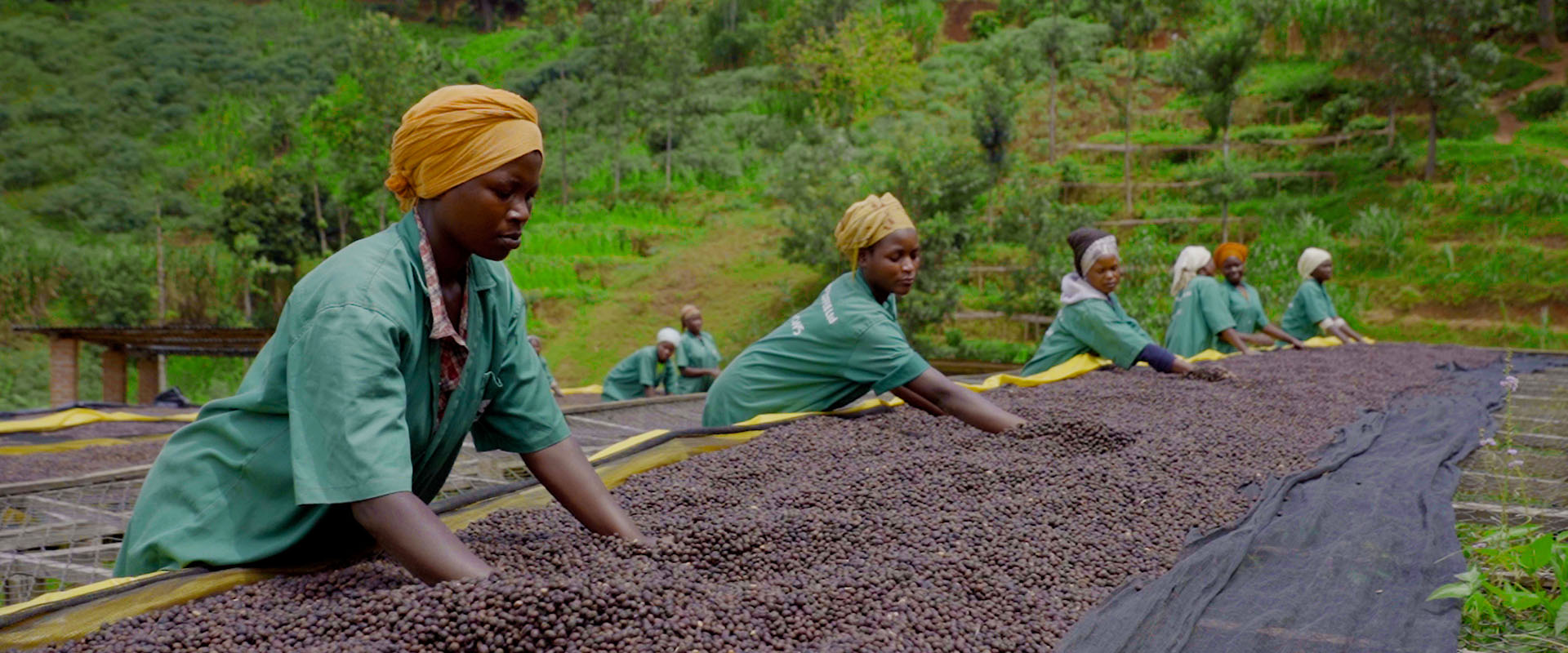 Guide to Coffee Processing North Star Coffee Roasters