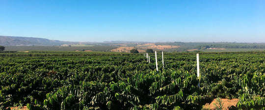 Meet Marcelo Montanari – Our Producer at Fazenda Rainha da Paz, Brazil