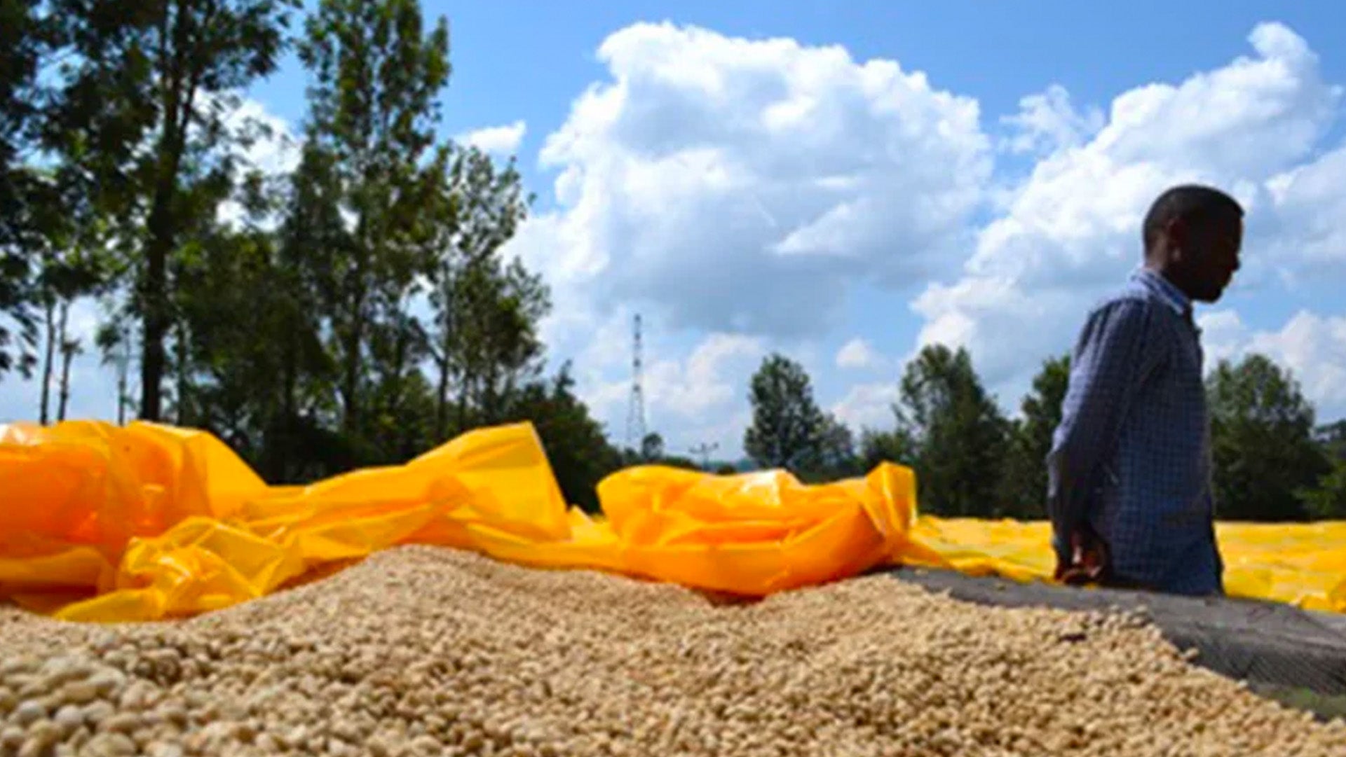 Coffee Processing Explained Part IV – The Washed Process – North Star ...