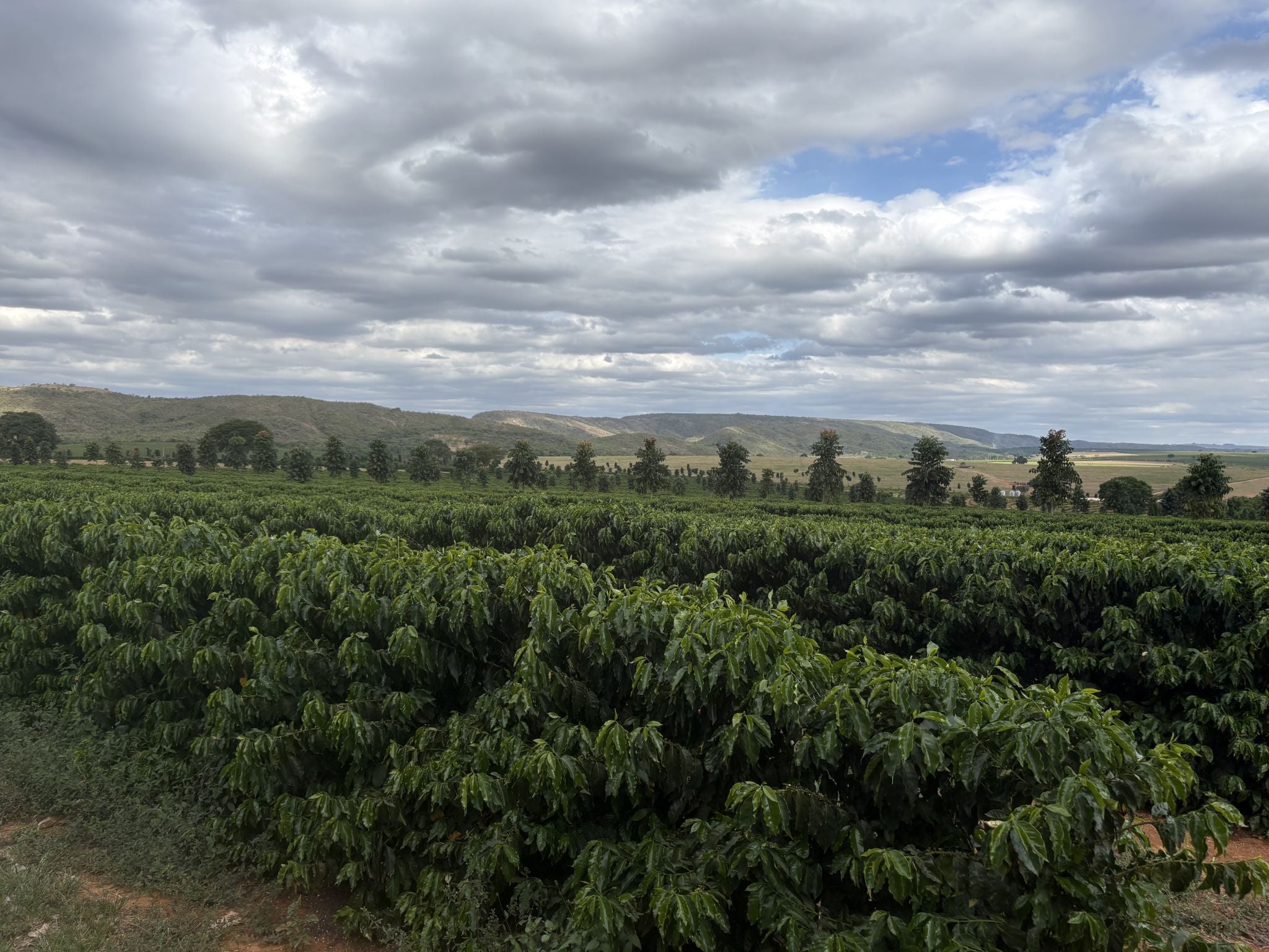 Brazil & Marcelo Montanari: A Story of Resilience, Innovation, and Return