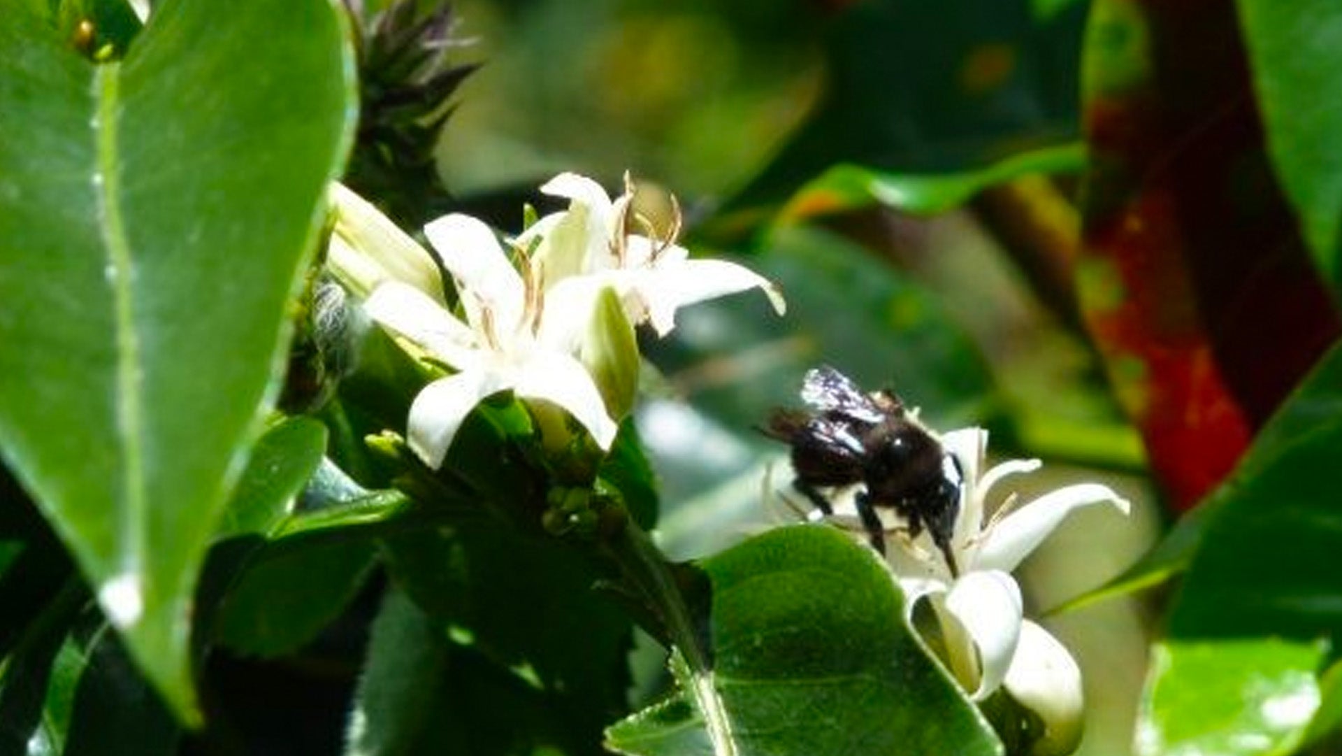 Coffee and Bees – a match made in heaven?