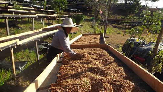 Coffee Processing Explained Part III – The Honey Process (aka semi-washed/pulped natural)